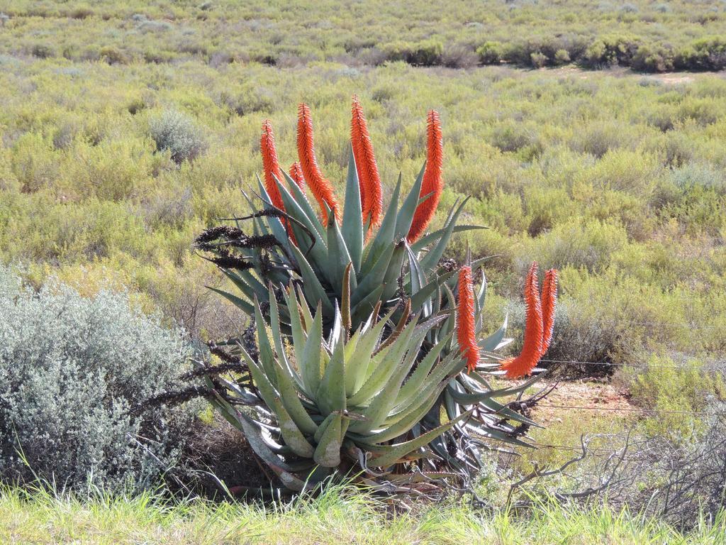 De Cango Hotel Oudtshoorn Kültér fotó